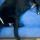 Illustration for article titled Casper Made a New Mattress...For Dogs